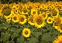 Sonnenblume (Bild-ID: 3250)