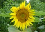 Sonnenblume (Bild-ID: 3222)